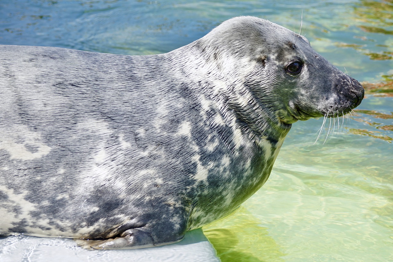 Image - seal aquarium water seal station