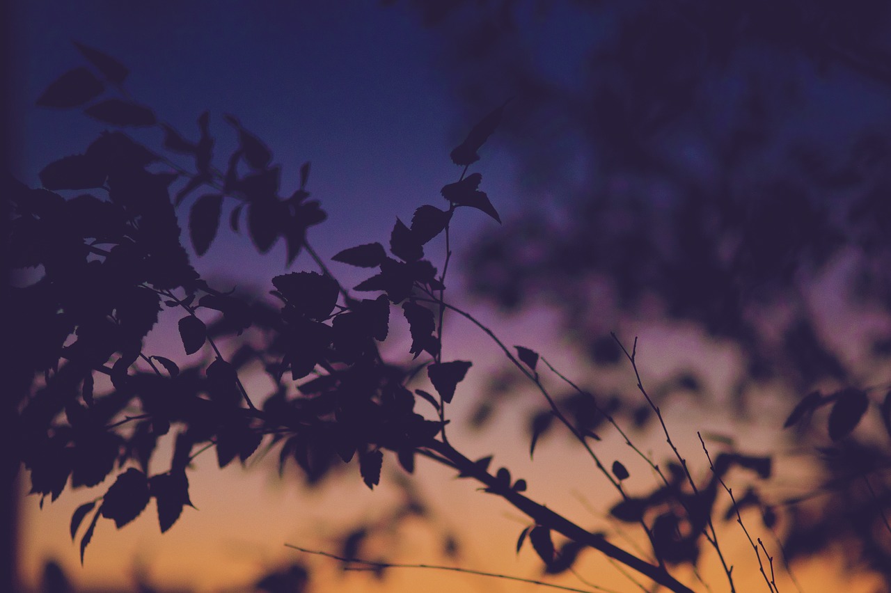 Image - gradient sky leaves sunset tree