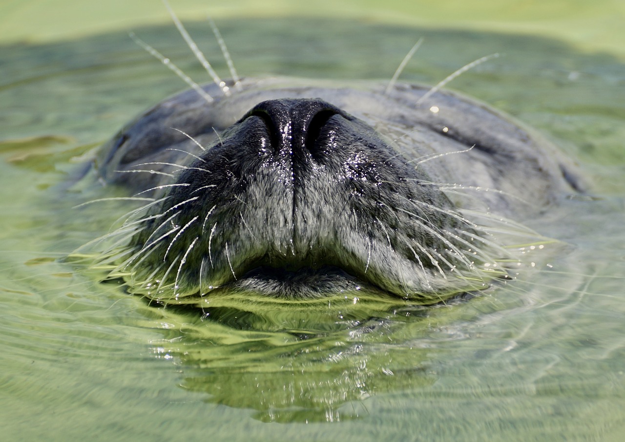 Image - seal aquarium water seal station