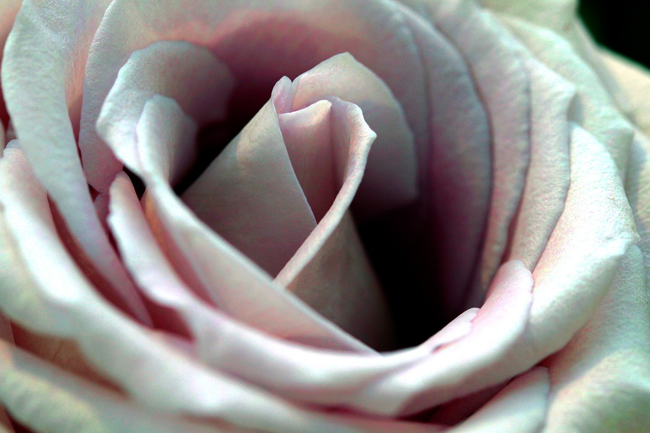 Image - rose flower pink close up floral