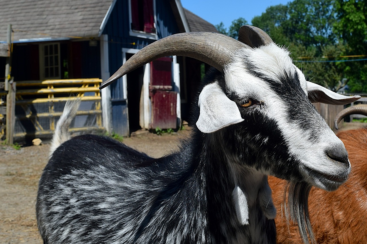 Image - goat portrait face horns close up