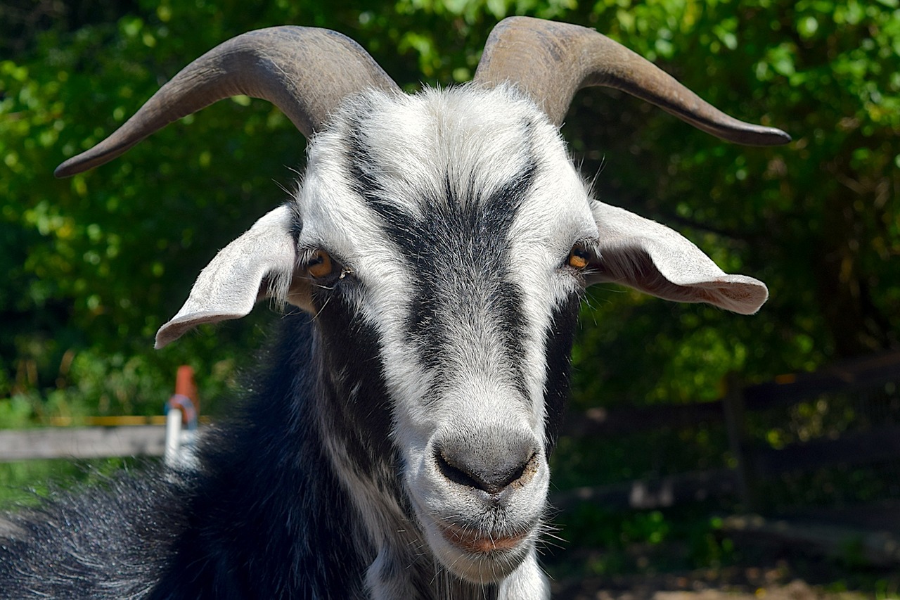 Image - goat portrait face horns close up