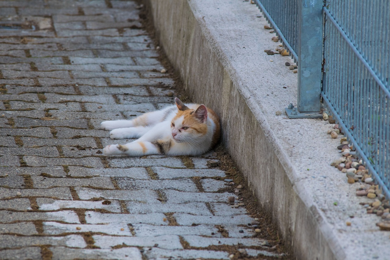 Image - cat lying stones pet animal