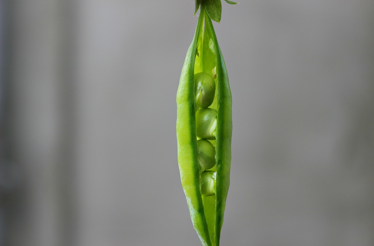 Image - pea pod green vegetable plant