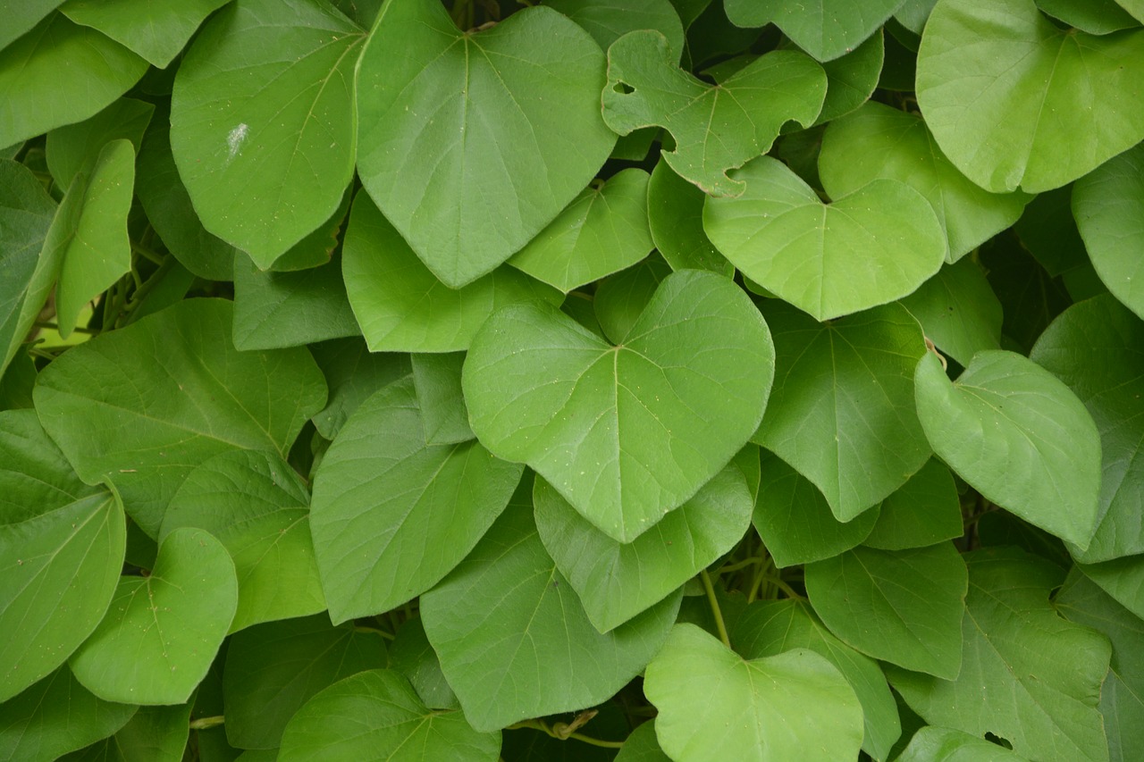 Image - leaves foliage