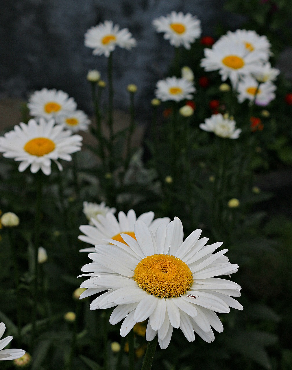 Image - chamomile ant bloom flowers green