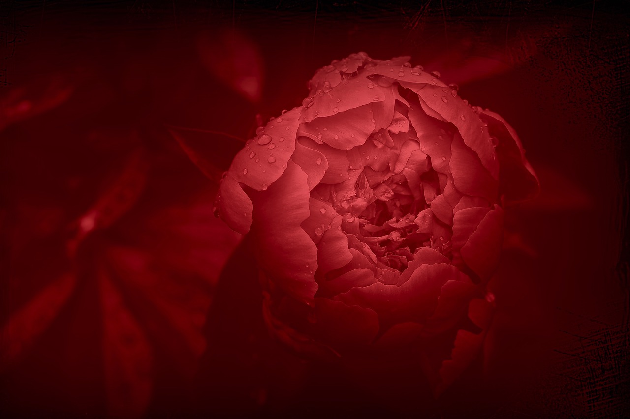 Image - peony flower red flower petals