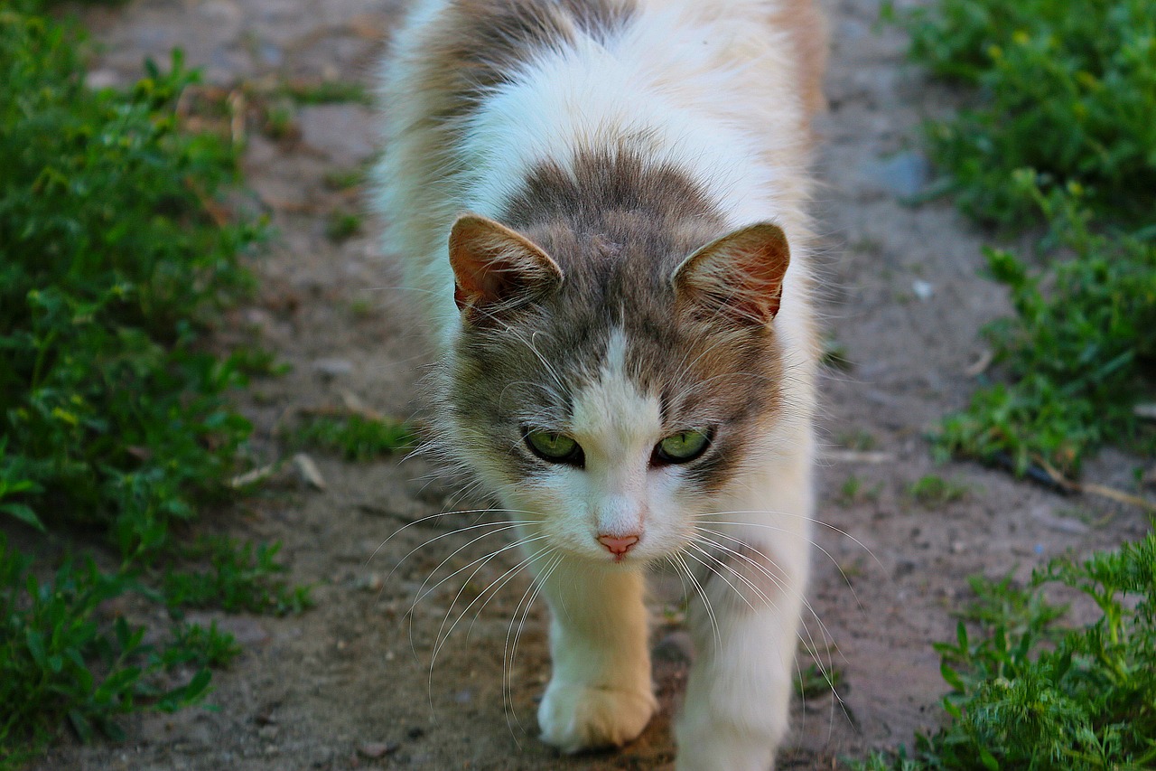 Image - cat animal wool tenderness