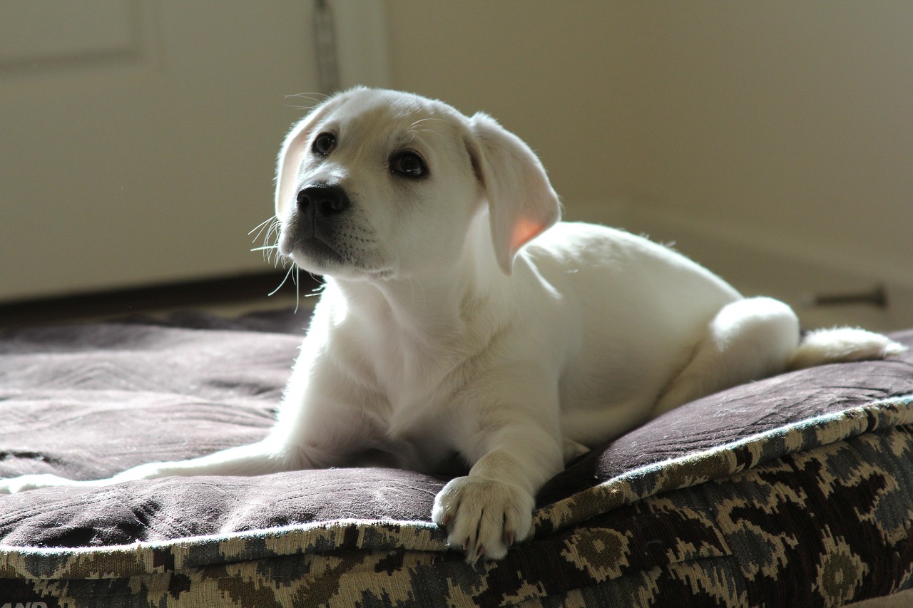 Image - dog pet animal lab white puppy