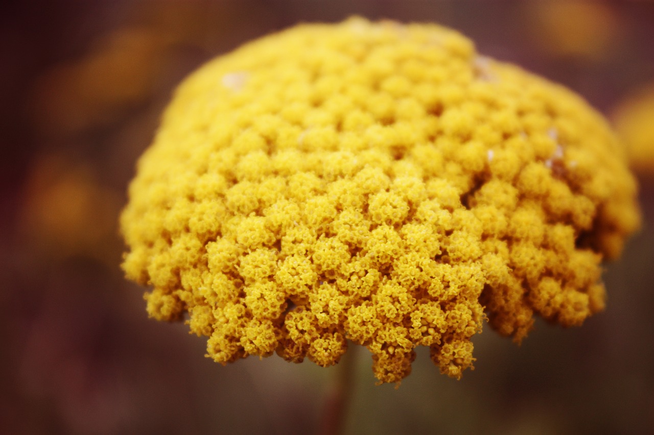 Image - yellow mustard flower autumn fall