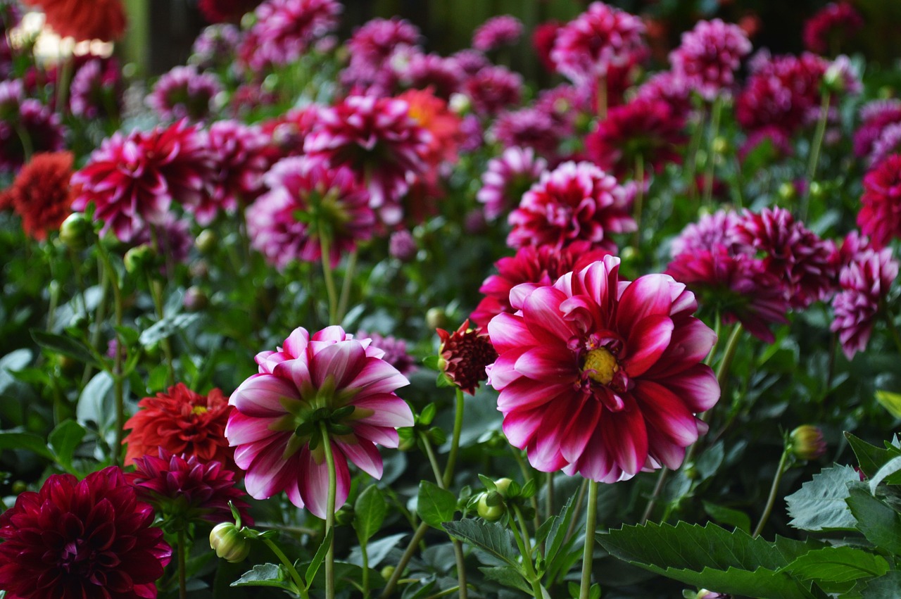 Image - flowers colorful rosa flower