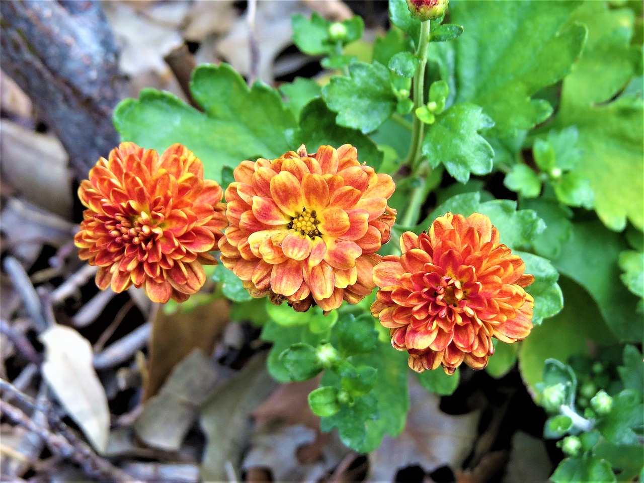 Image - blooms orange rust yellow garden