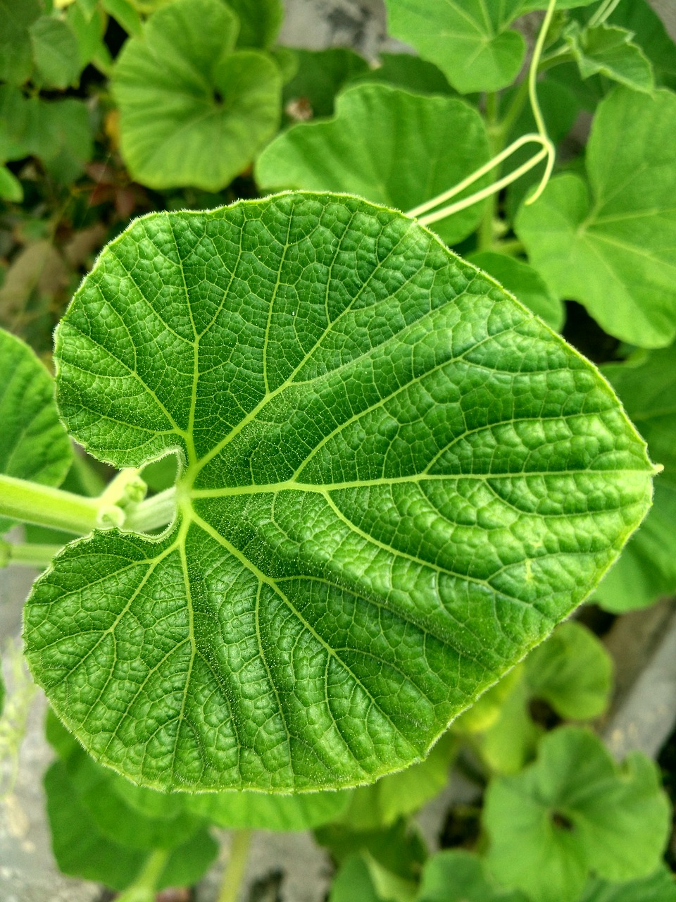 Image - ridge gourd leaf plants venation