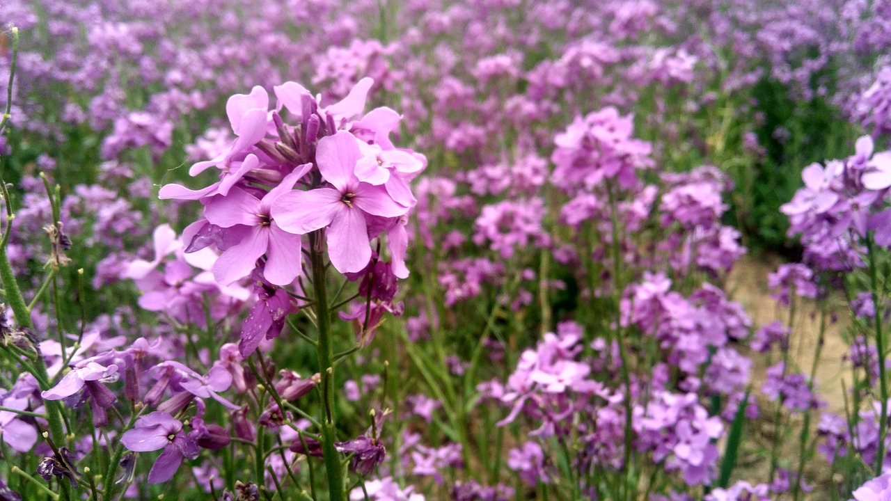 Image - verbena plant natural