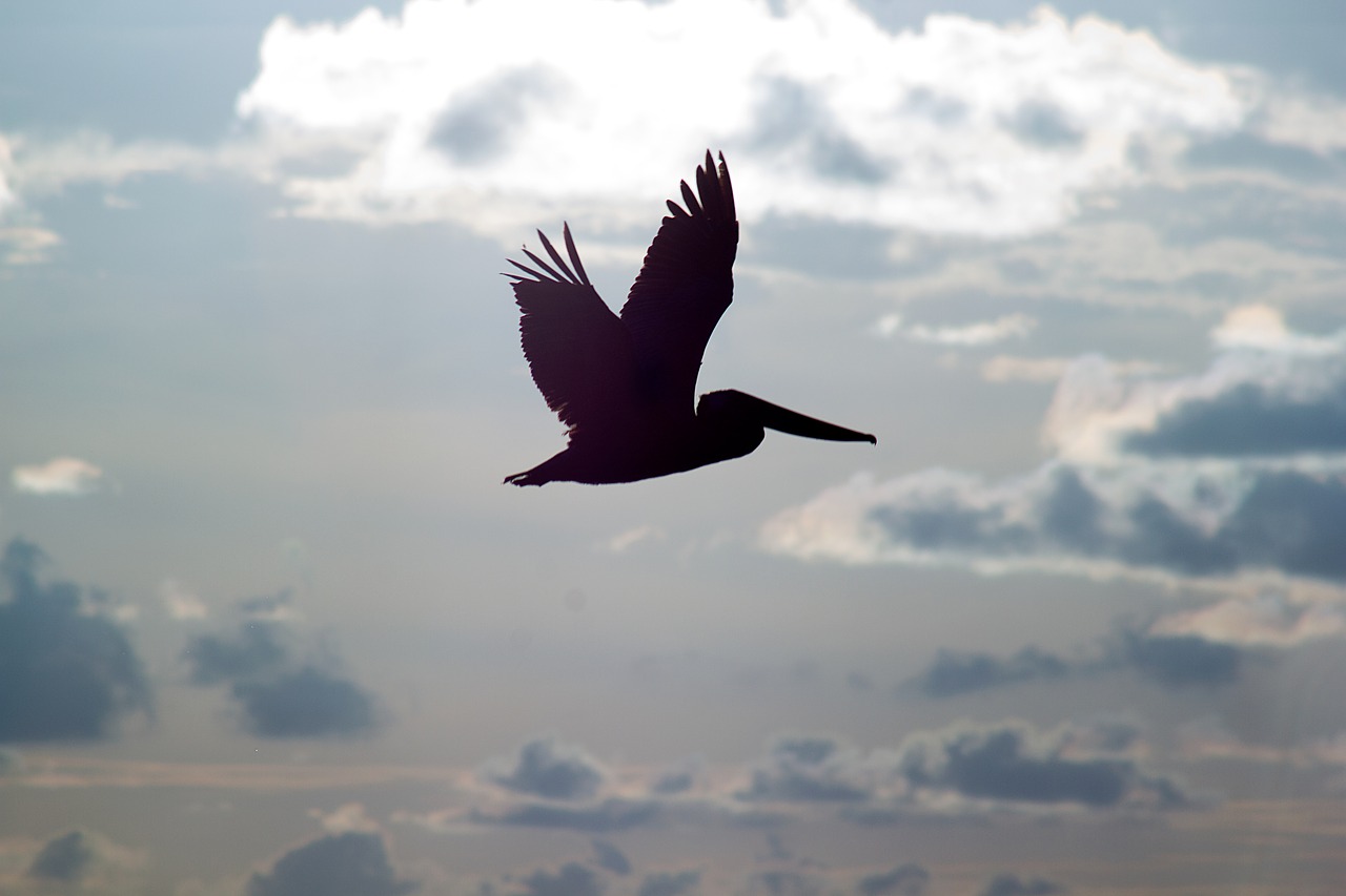 Image - pelicans flight silhouette birds