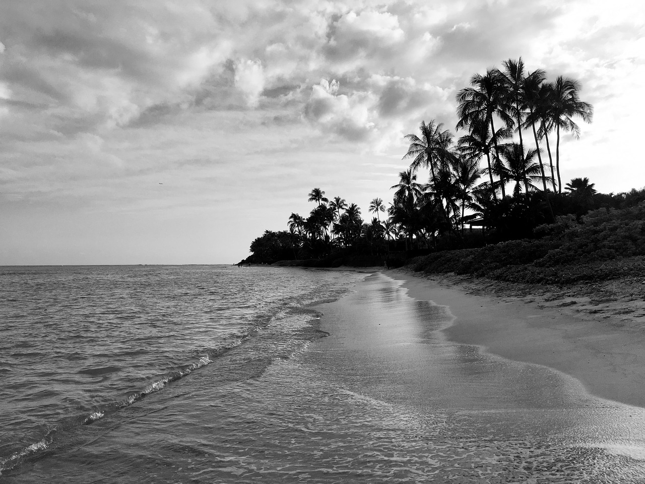 Image - beach palm trees hawaii sand water