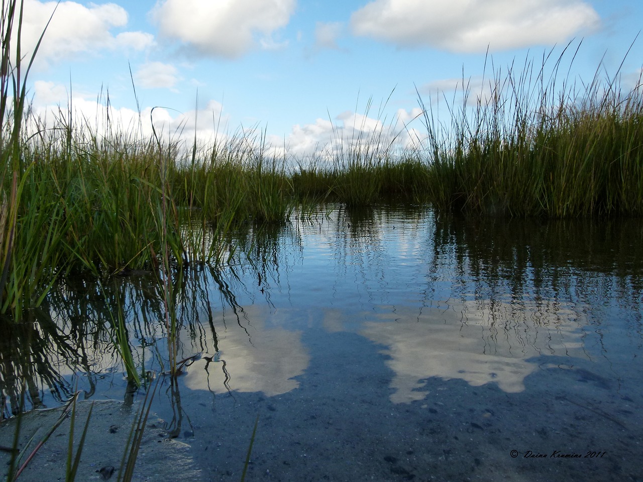 Image - water marsh grass weeds saltwater