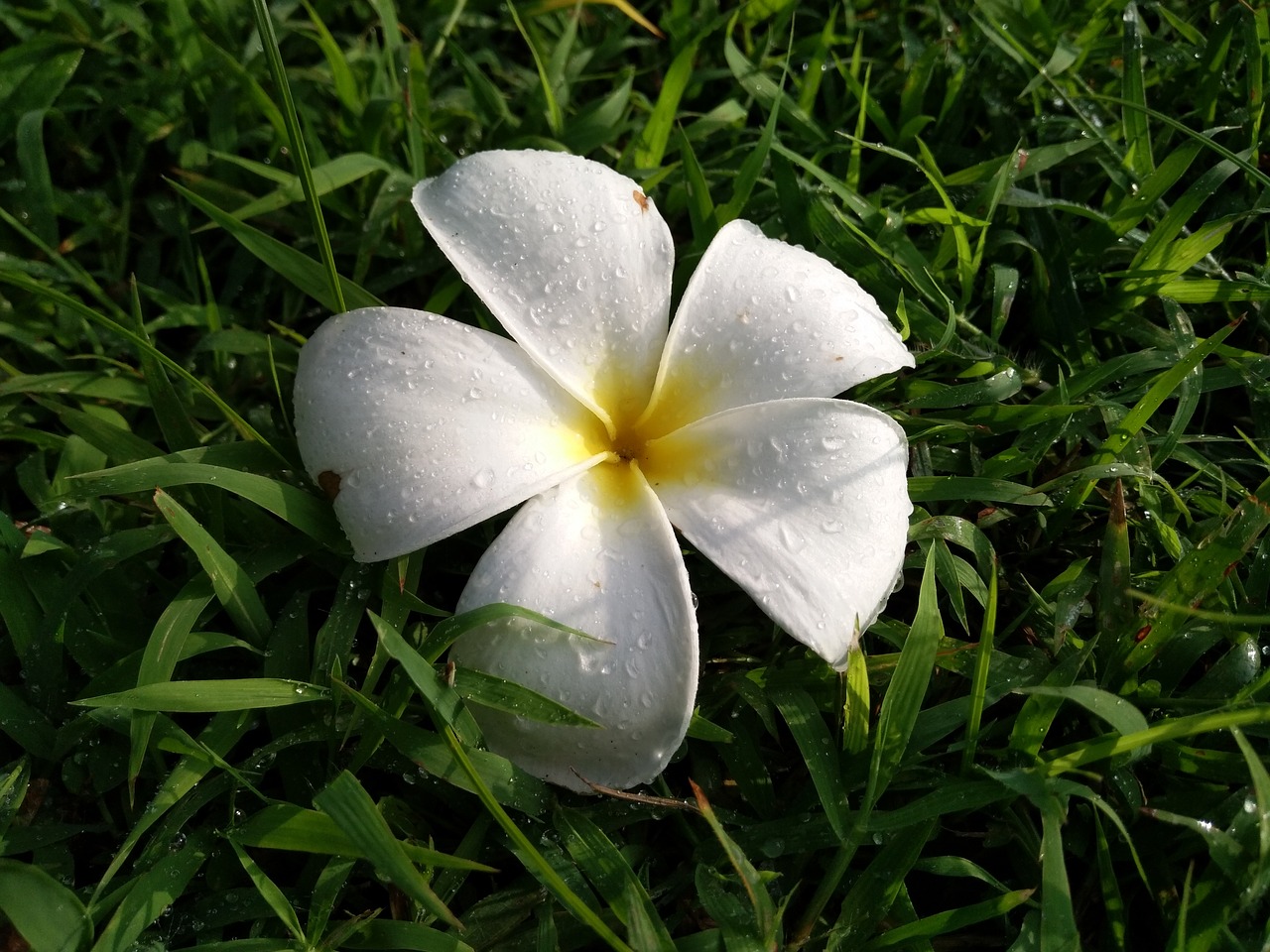 Image - flower after rain rain grass