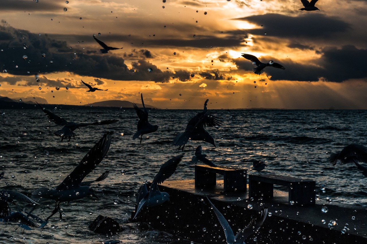 Image - seagull montreux vaud geneva lake