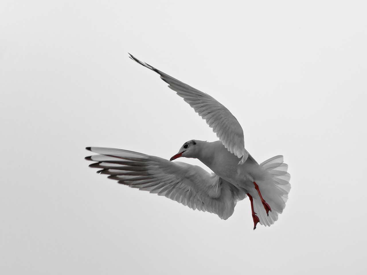 Image - seagull montreux vaud geneva lake