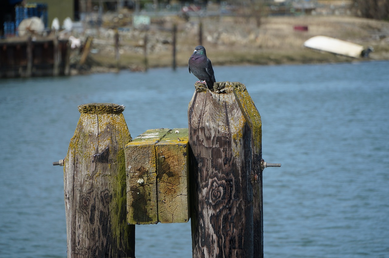 Image - bird pier piling water wildlife