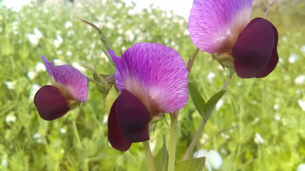 Image - flower vegetables cultivation green