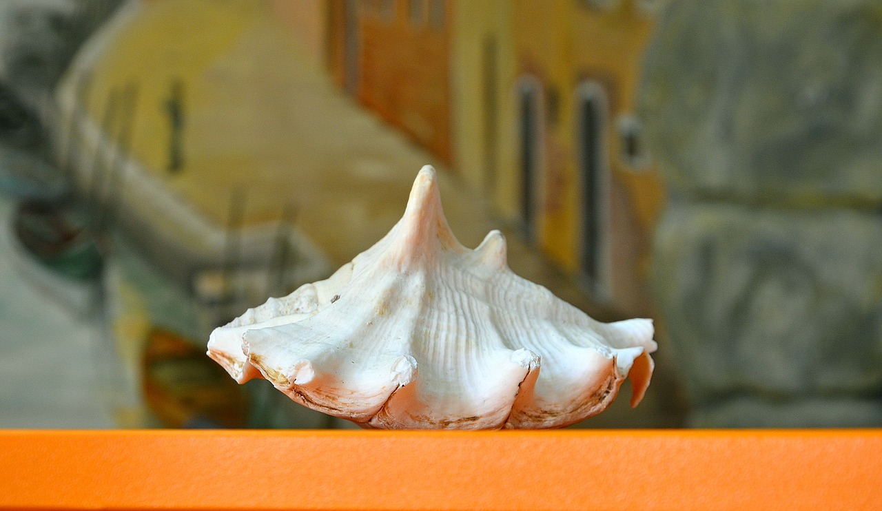 Image - shell background scene closeup