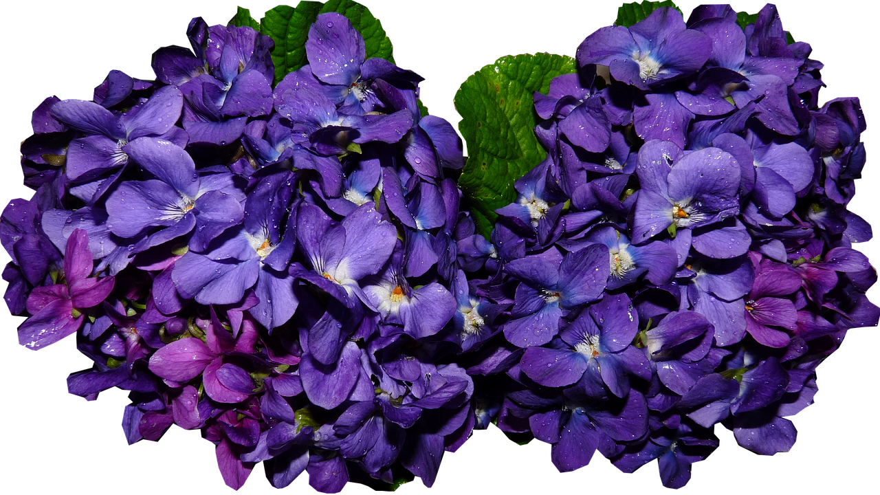 Image - violet bunches cut out