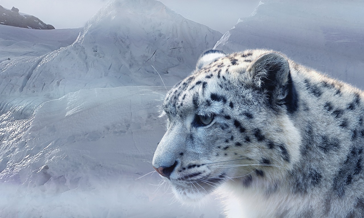 Image - snow leopard leopard snow ice