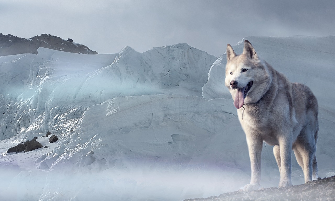 Image - husky dog glacier ice age winter