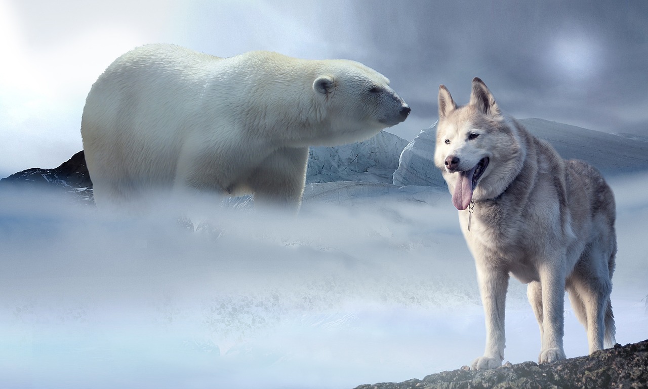 Image - ice snow polar bear wolf husky