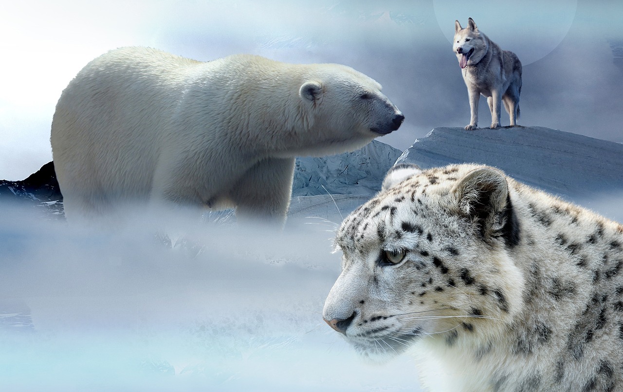 Image - polar bear husky leopard ice