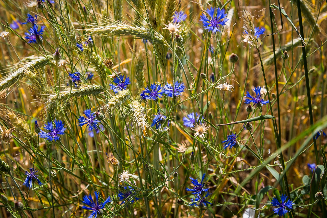 Image - cornflower grain cereals
