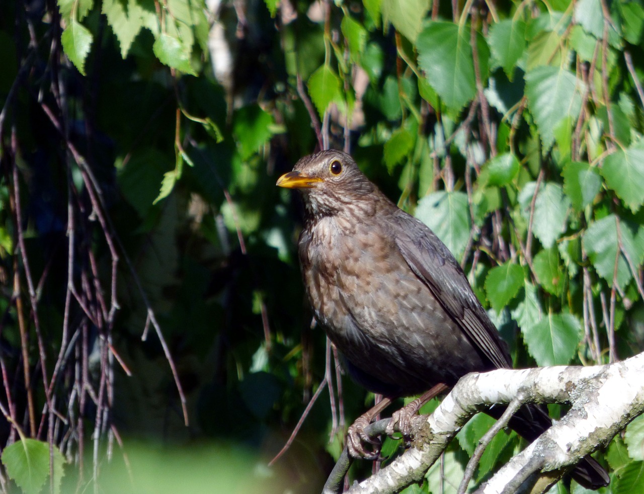 Image - bird merle tree nature ornithology