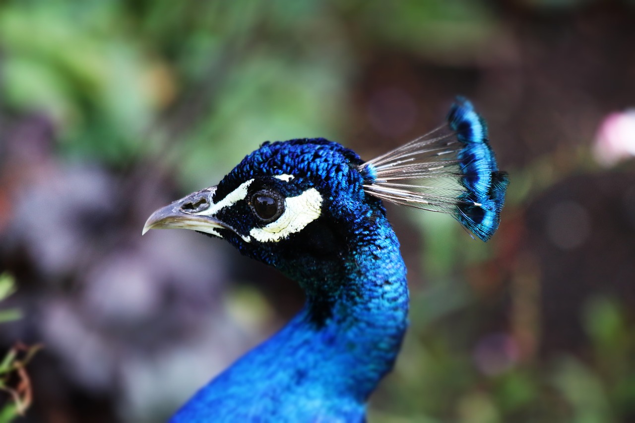 Image - peacock bird blue nature feather