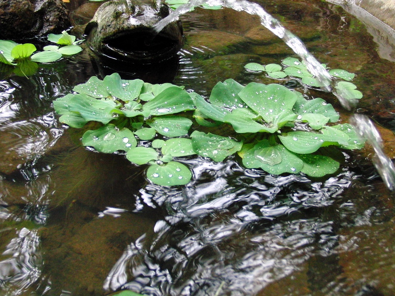 Image - piste water salad pistia