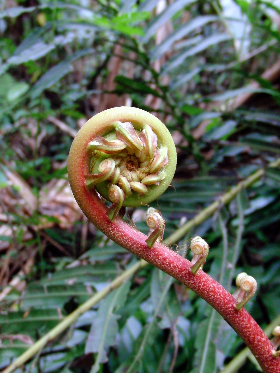 Image - fern the sprout of fern spring