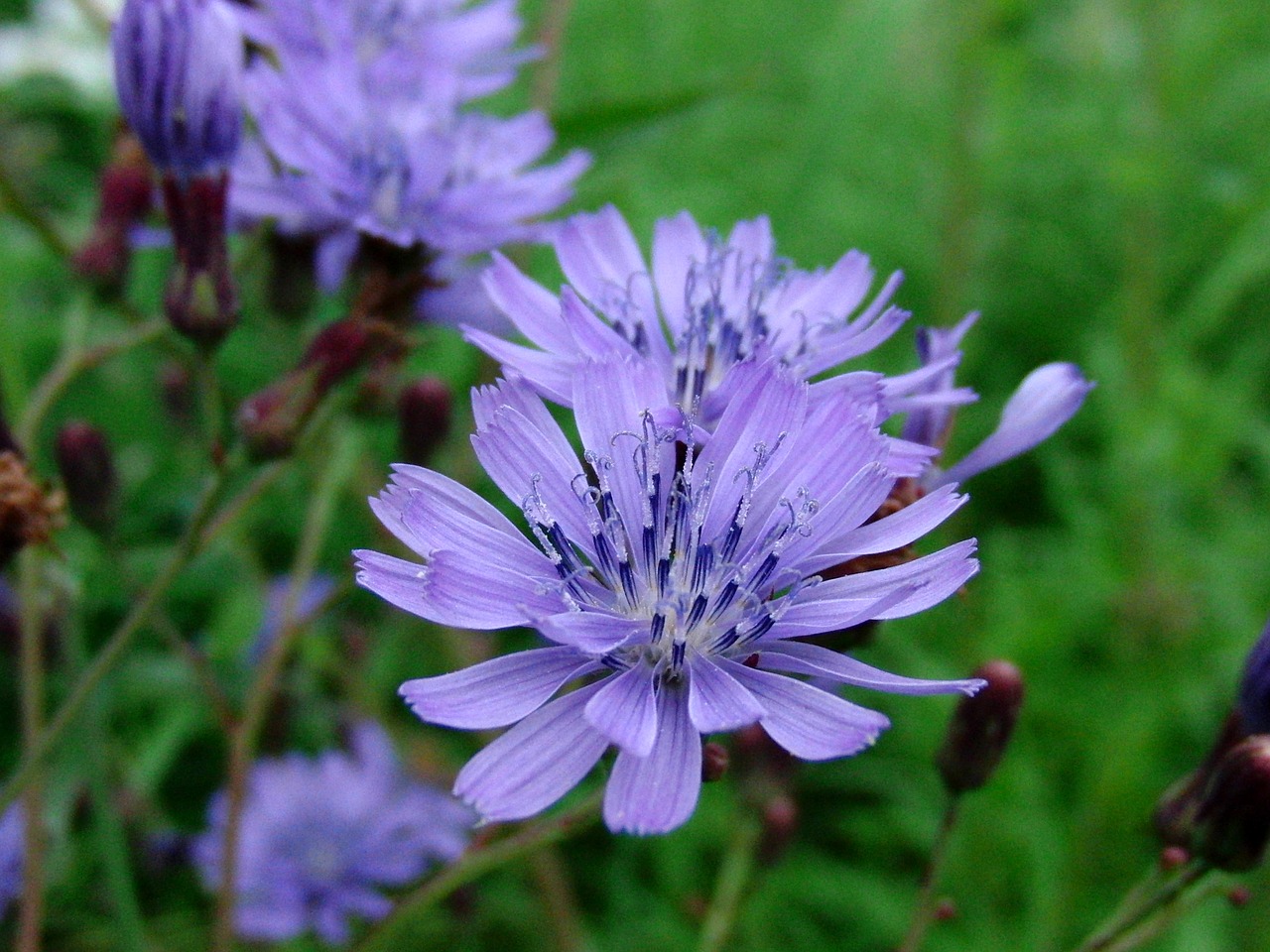 Image - chicory cichorium blue flowers