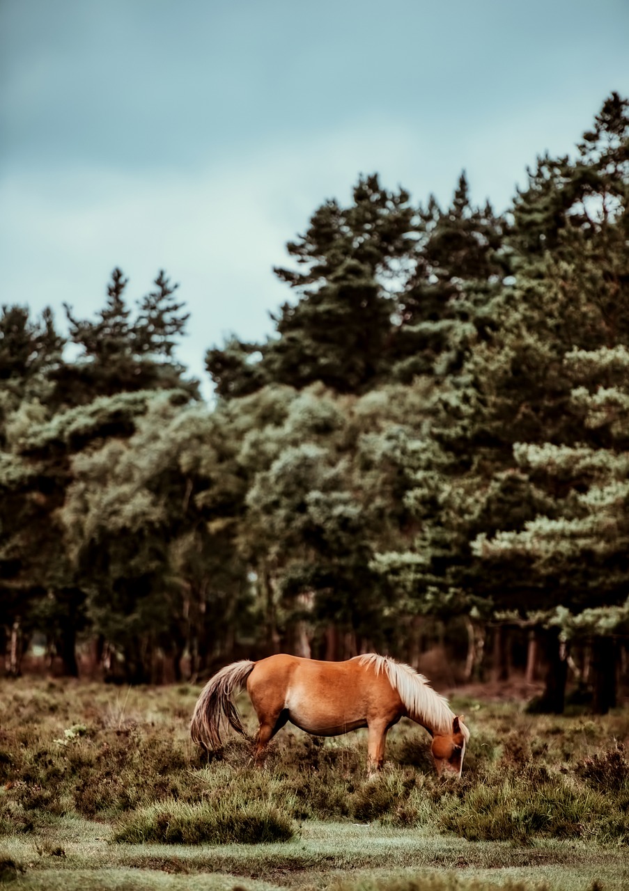 Image - horse animal landscape forest