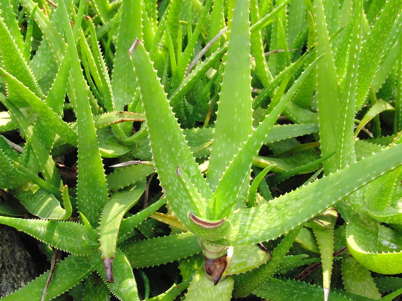 Image - aloe succulent plant succulent