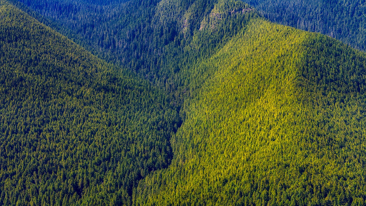 Image - washington mountains forest trees