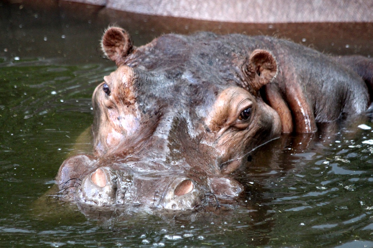 Image - hippo hippopotamus amphibius nature