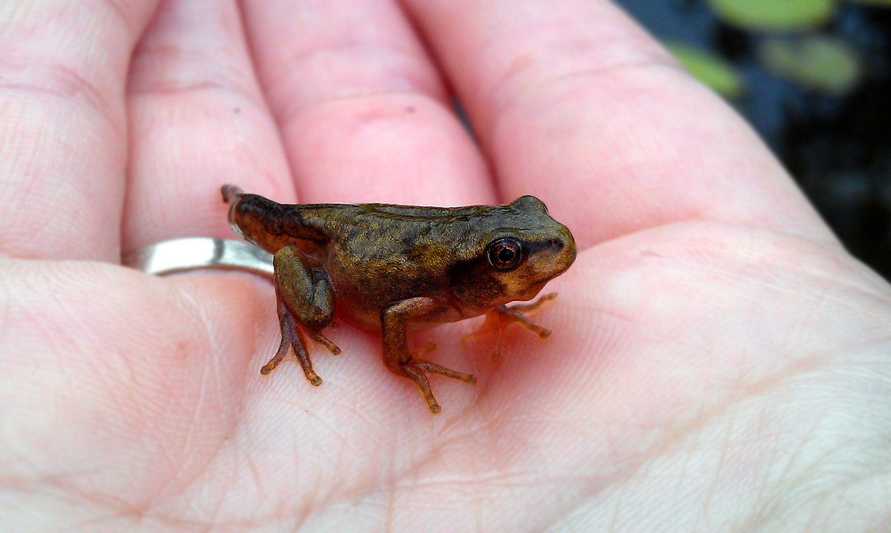 Image - far east tree frog juveniles