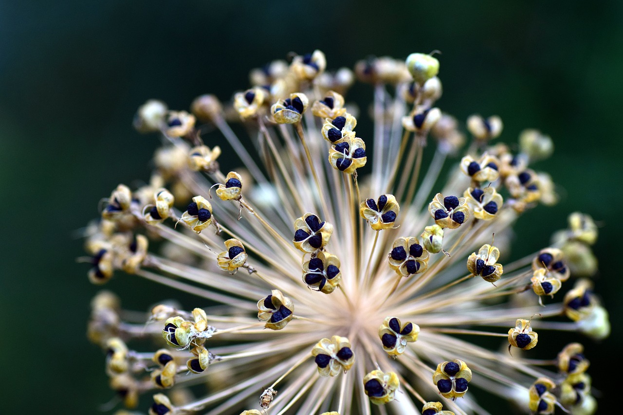 Image - leek ornamental onion ball leek