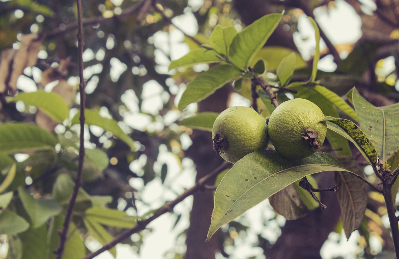 Image - guava fruit nature fresh food