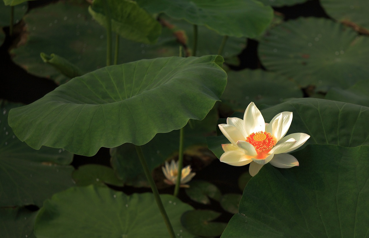 Image - lotus flower works