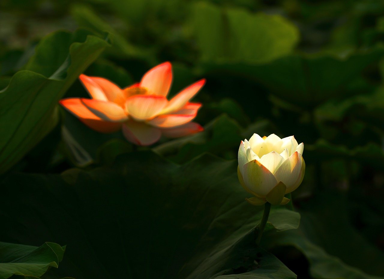 Image - lotus flower works