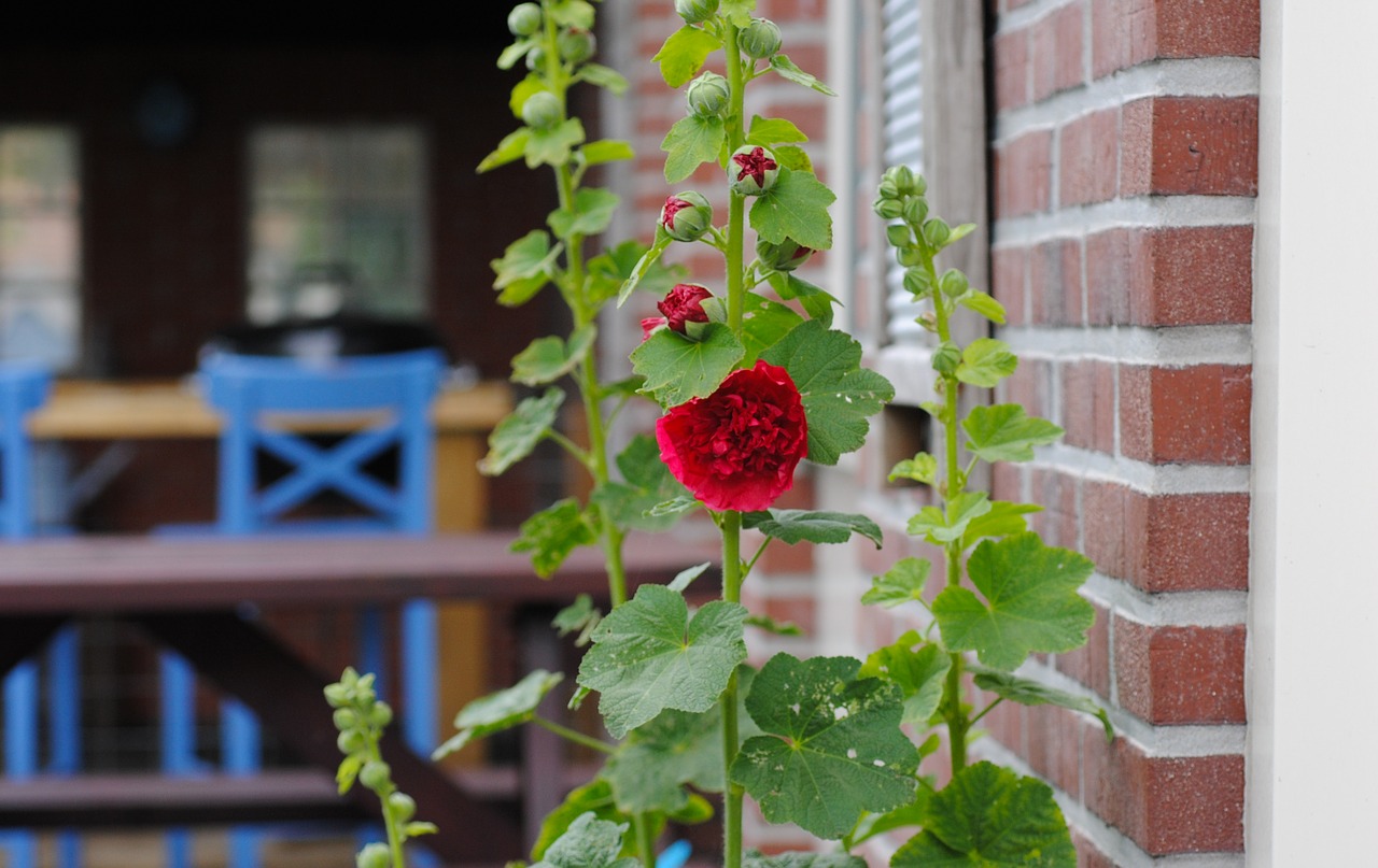 Image - hollyhock common hollyhock alcea