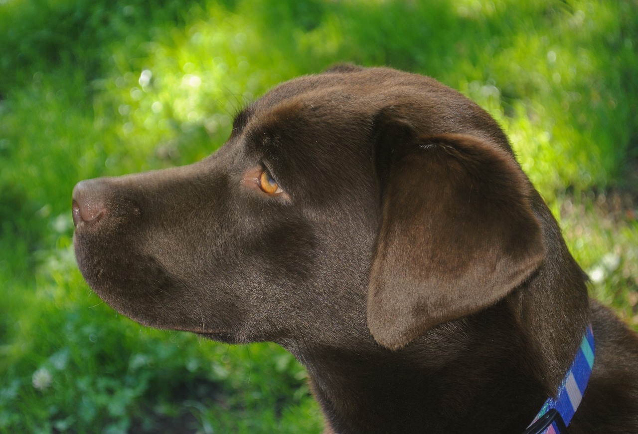 Image - chocolate labrador dog summer