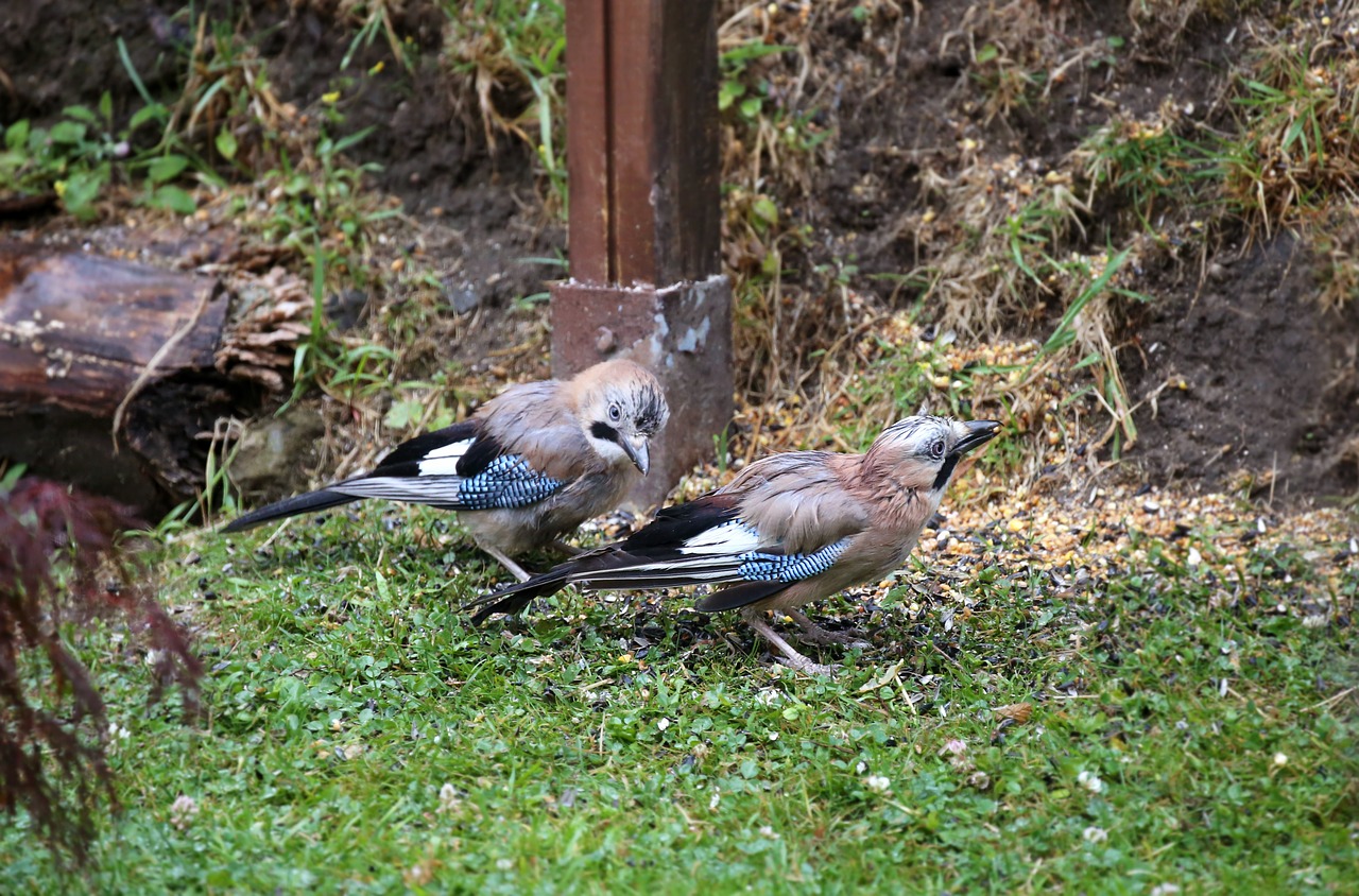 Image - jay bird foraging feather plumage